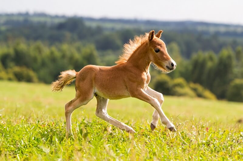 Falabella-Fohlen Falabella-Fohlen galoppiert über Wiese