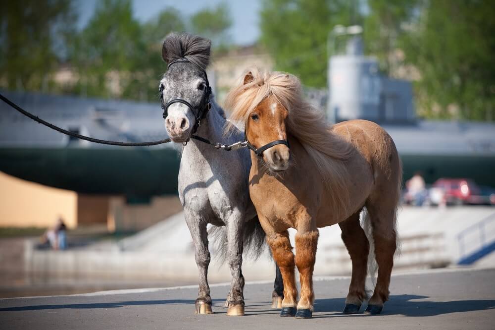 Zwei Falabella-Ponys stehen auf einem Weg