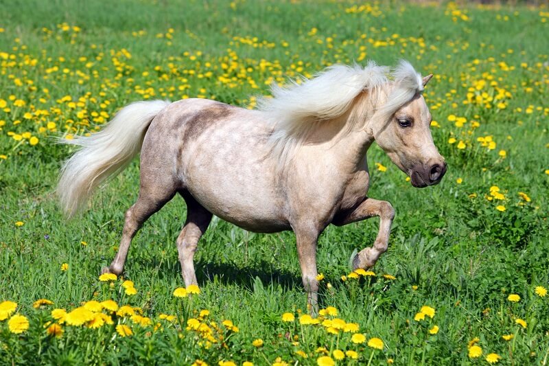 Falabella Falabella läuft über eine Wiese
