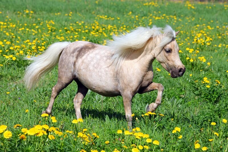 Falabella läuft über eine Wiese