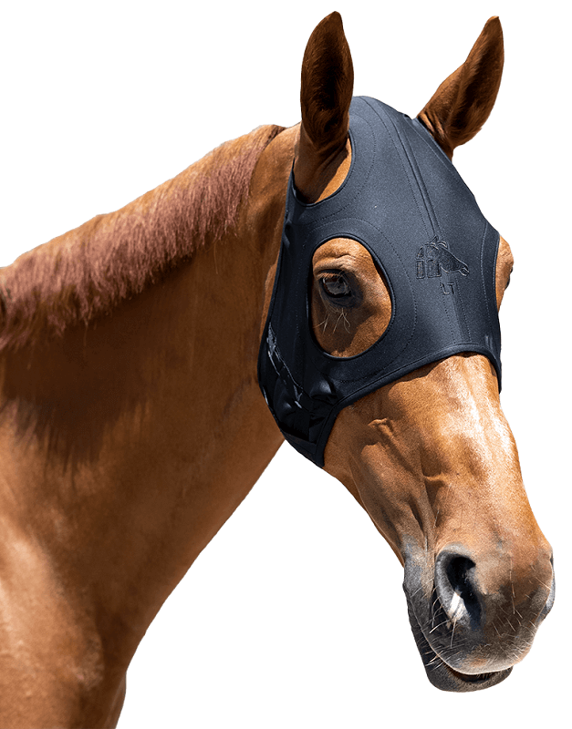 Fenwick Equestrian Maske Pferd trägt eine Maske