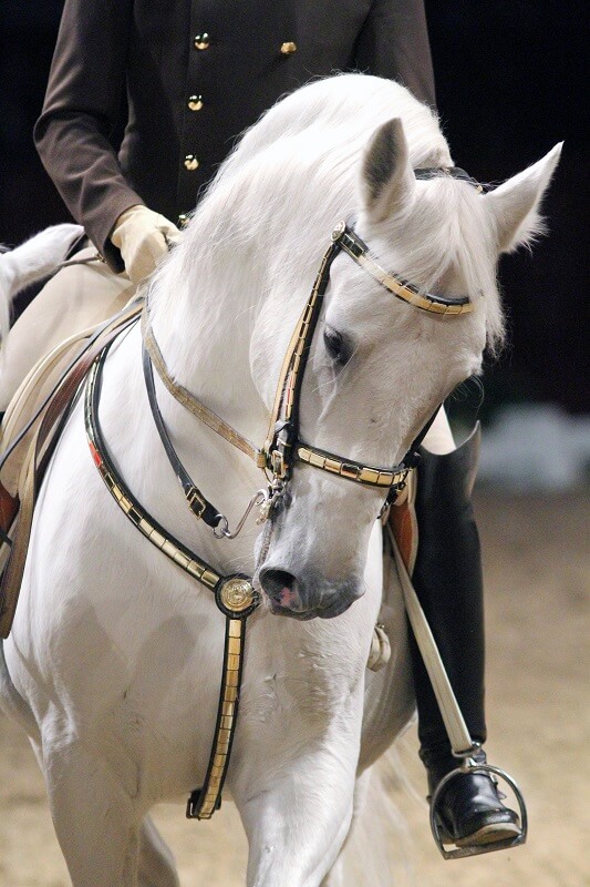 Hofreitschule Lipizzaner der Hofreitschule