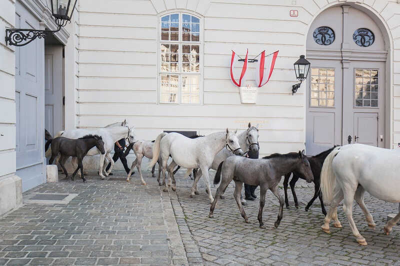 Lipizzanergestüt Lipizzaner im Gestüt