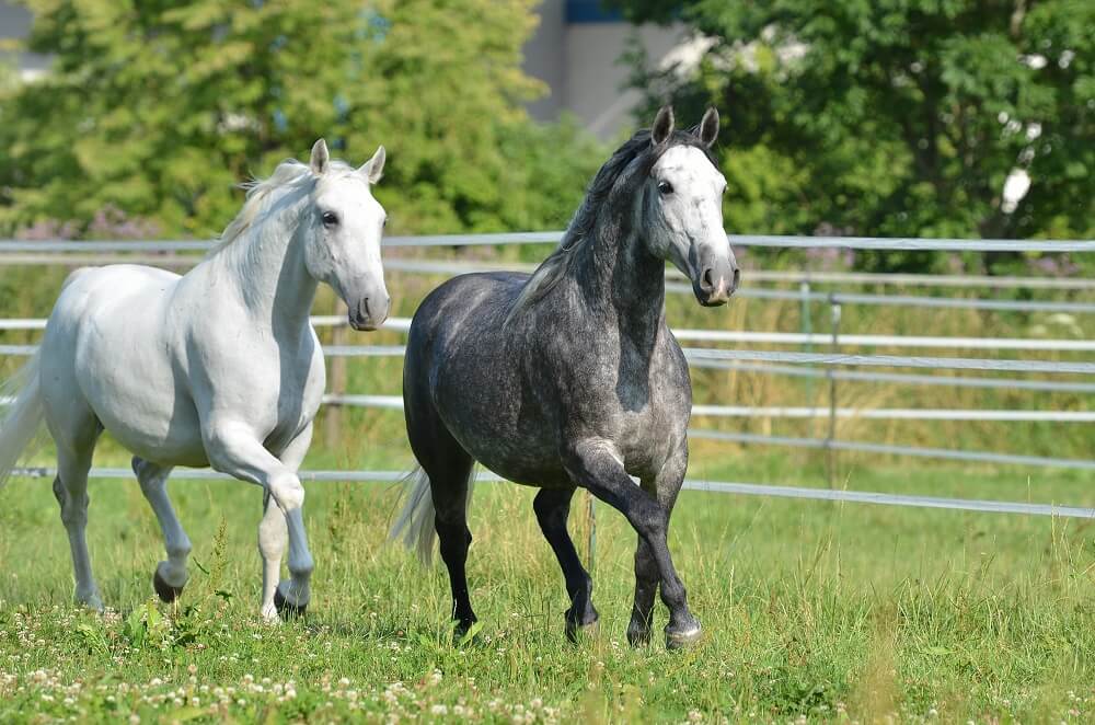 Lipizzaner Steckbrief