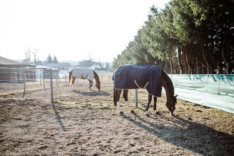 Pferde stehen auf dem Paddock