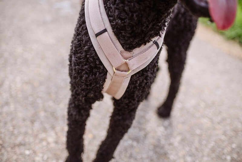 Hund mit Kentucky Geschirr