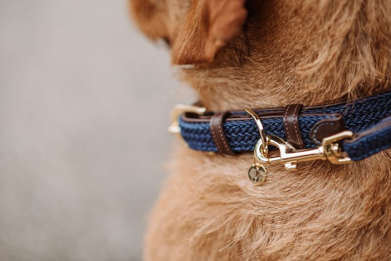 Hund mit Kentucky Halsband