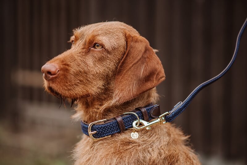 Hund mit Kentucky Halsband