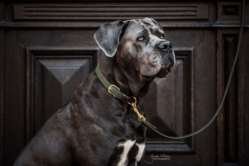 Hund mit Kentucky Halsband