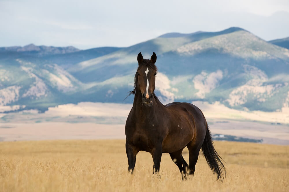 Pferd steht in einem Feld