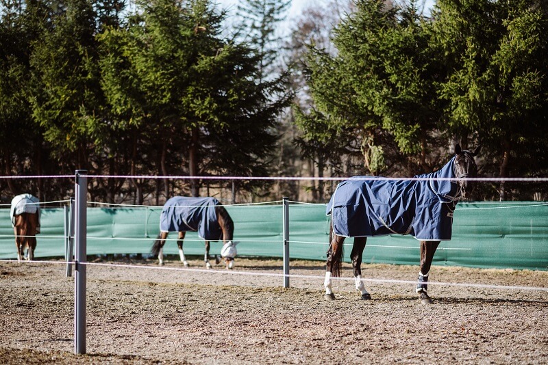 Pferde stehen auf dem Paddock