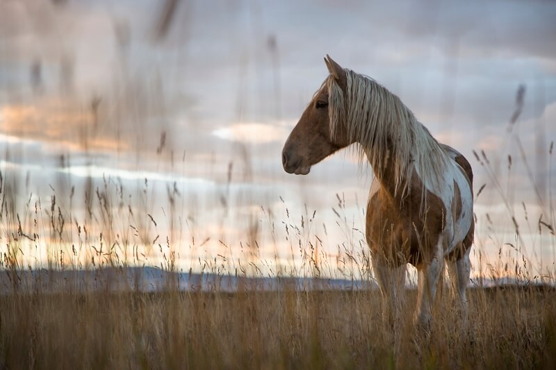 Pferd Mustang Pferd steht auf einer Wiese