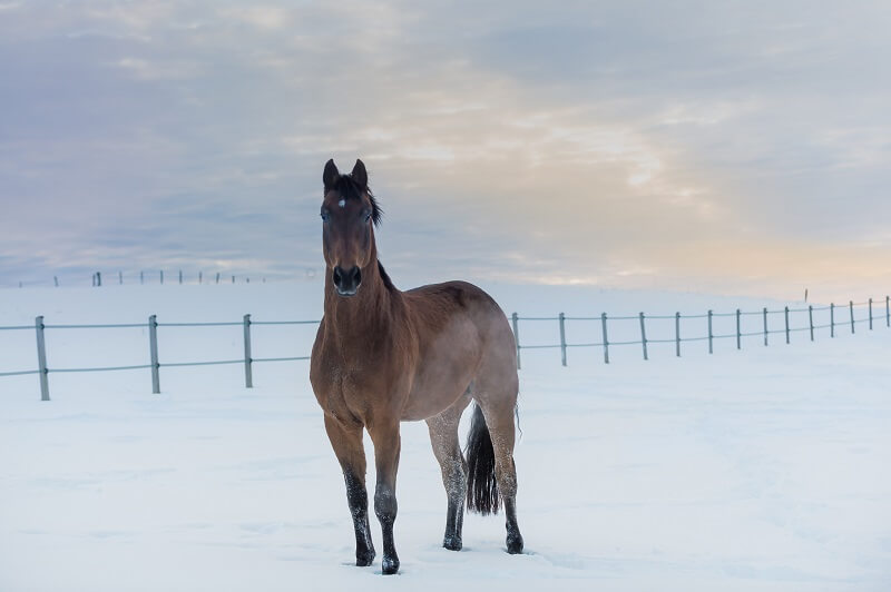 Westfale auf einer Koppel im Schnee