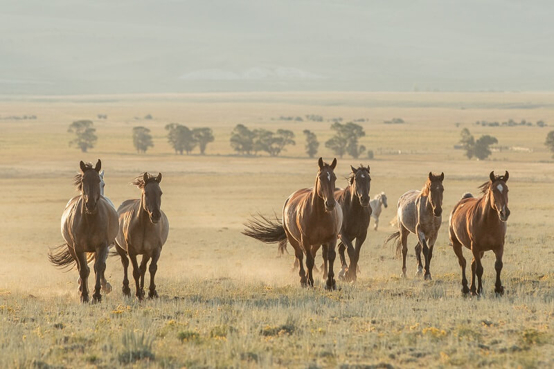 Wilde Mustangs Pferde galoppieren auf einer Wiese