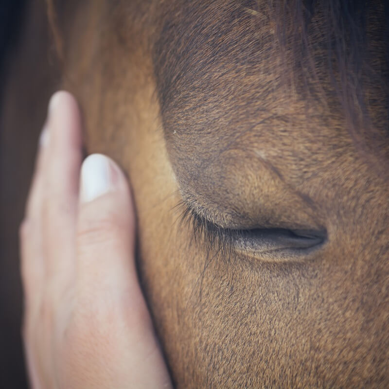 Pferd mit geschlossenem Auge