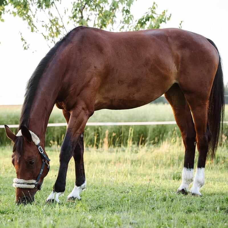 Pferd auf der Koppel