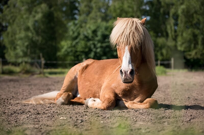 Hufrehe Pferd Pferd liegt auf dem Boden