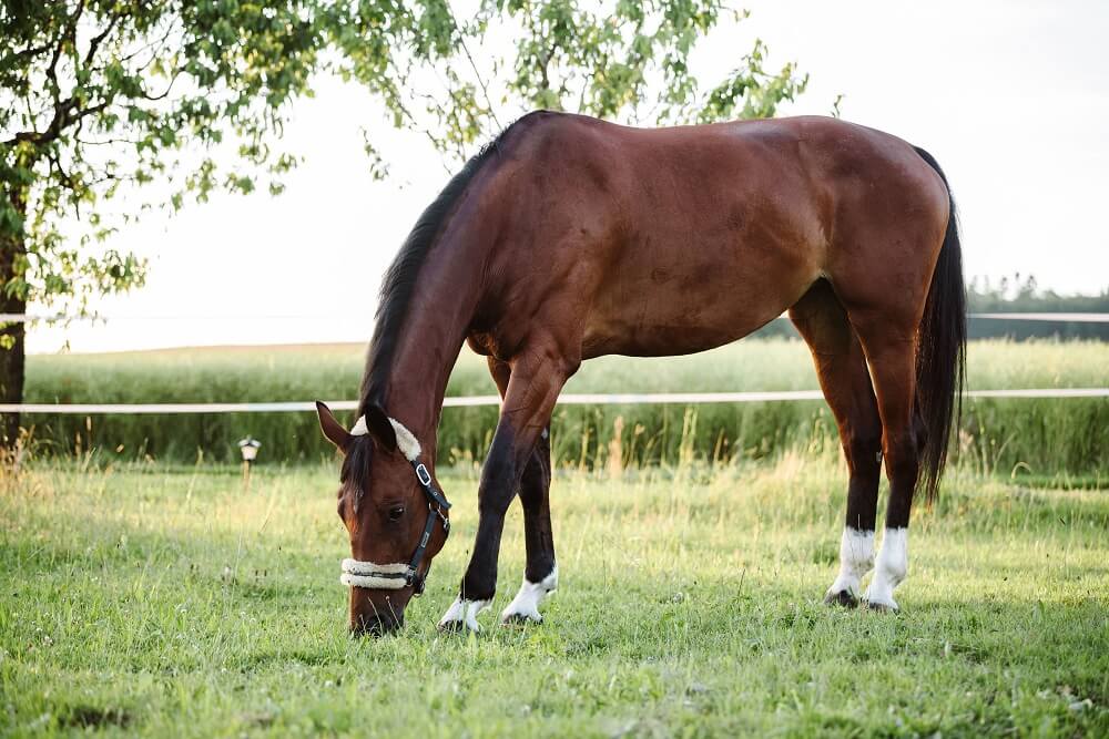 Pferd steht auf der Koppel