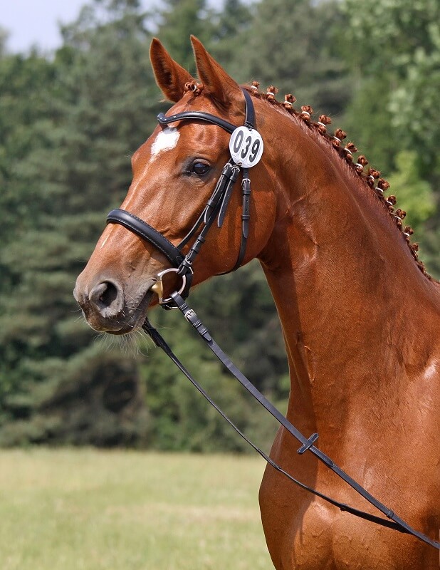 Turnierpferd Portrait eines Hengstes
