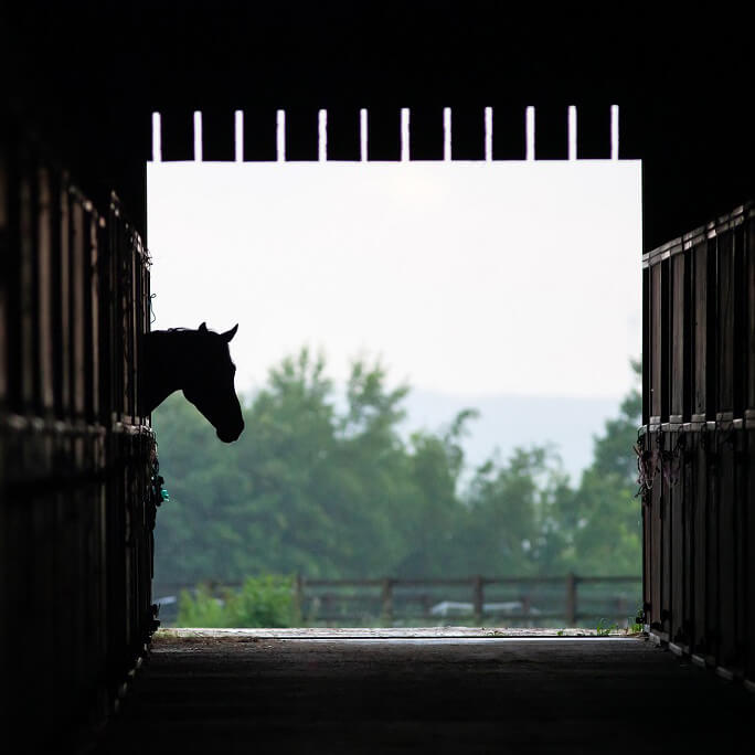 Pferd im dunklen Stall