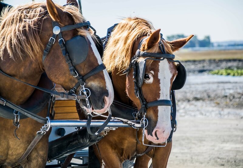Percheron Pferd Percheron vor der Kutsche