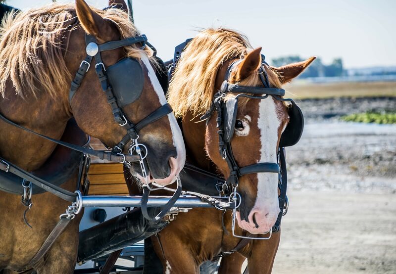 Percheron vor der Kutsche