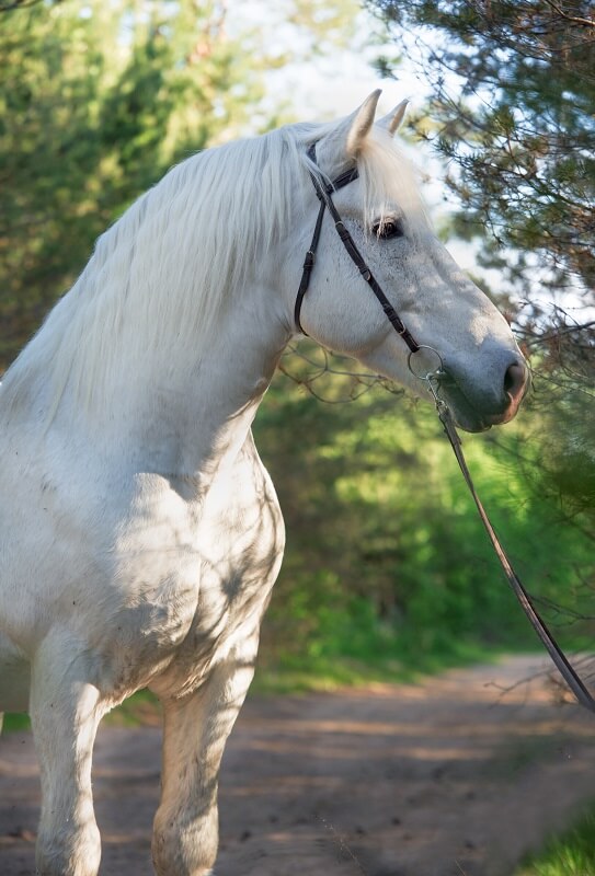 Weißer Percheron