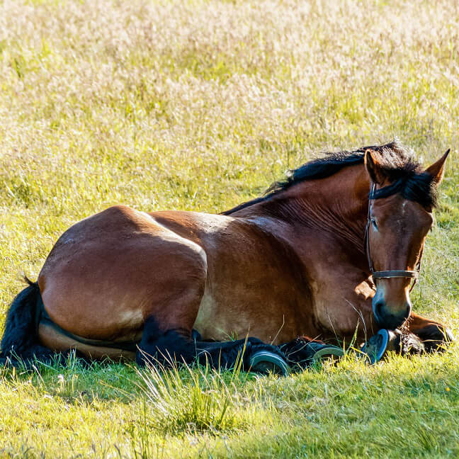 Pferd liegt auf der Weide