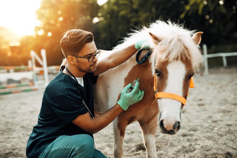 Tierarzt mit Pony