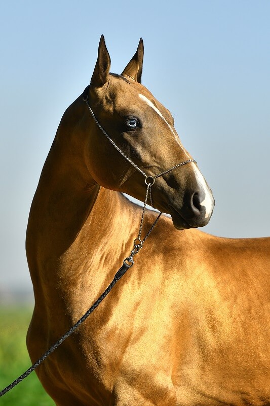 Goldenes Pferd Portraitfoto Achal-Tekkiner