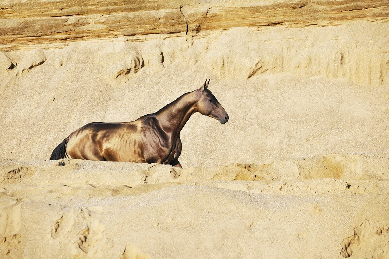 Akhal-Teke Achal-Tekkiner in der Wüste