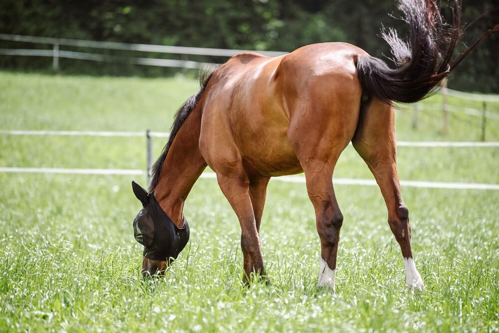 Pferd frisst Gras auf der Koppel