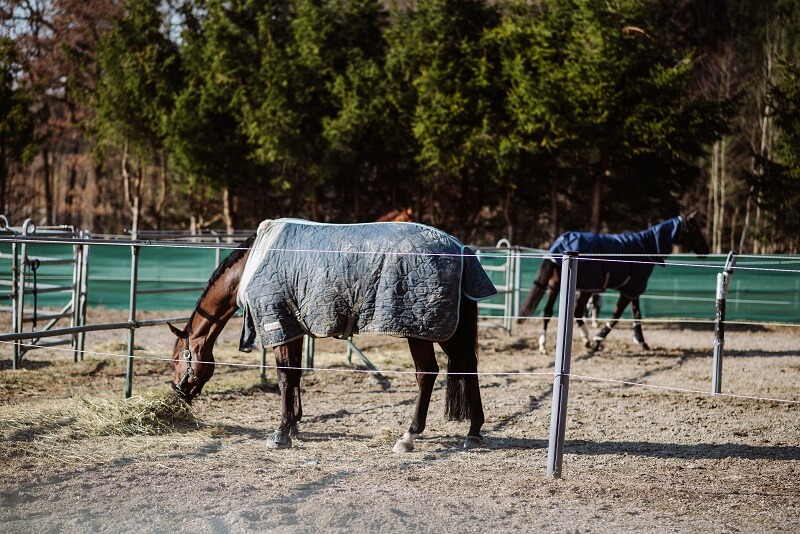 Pferd steht auf dem Paddock und frisst Heu