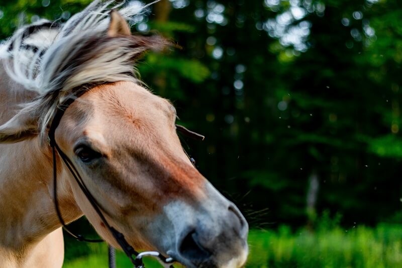 Headshaking beim Pferd Fjordpferd schüttelt den Kopf