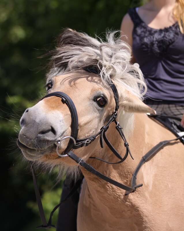 Headshaking beim Pferd Fjordpferd schüttelt den Kopf