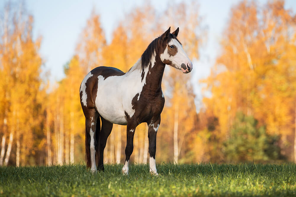 Paint Horse steht auf einer Wiese