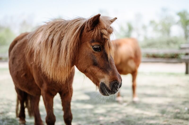 Pferd gespitzte Ohren