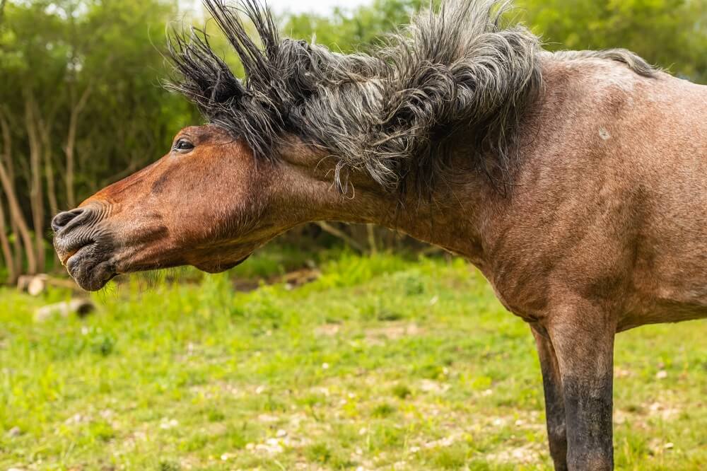 Pferd schüttelt den Kopf