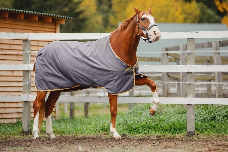portrait of young red trakehner mare horse performing spanish wa Pferd scharrt auf dem Paddock