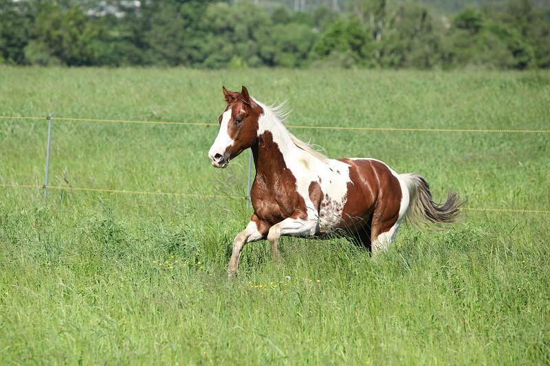 Paint Horse galoppiert auf einer Wiese