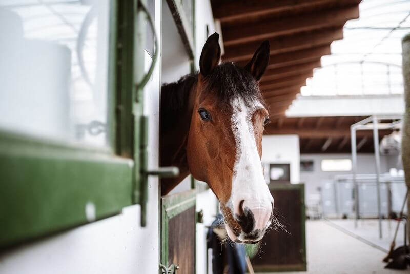 Pferd schaut aus seinem Boxenfenster