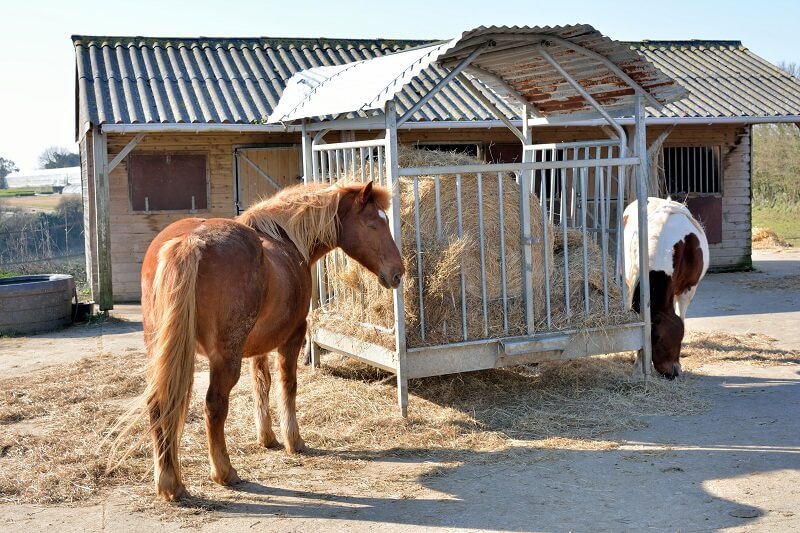 Jolis chevaux en extérieur Pferde fressen aus einer Heuraufe