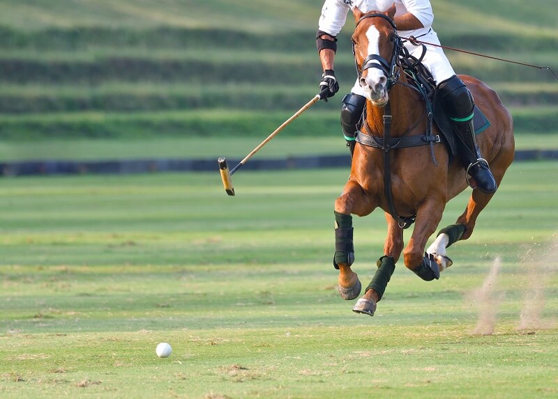 Polopferd Polo-Spieler galoppiert zum Ball