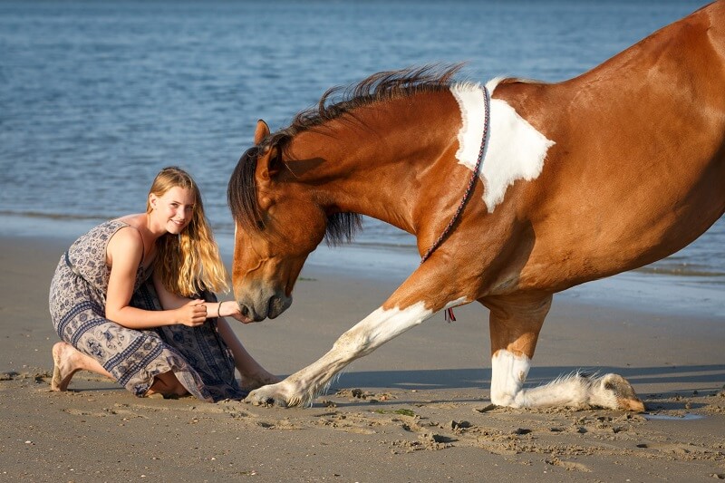 Freiheitsdressur Kompliment Pferd macht Kompliment am Strand
