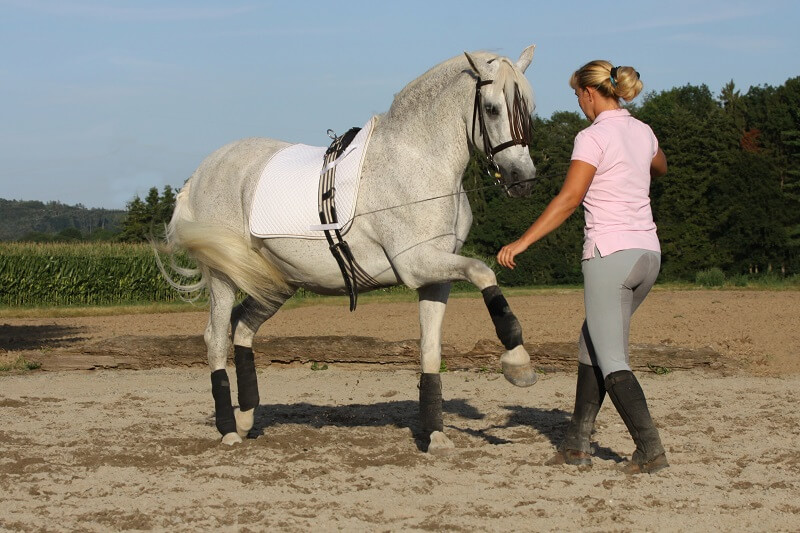 Freiheitsdressur Spanischer Gruß Pferd macht Spanischen Gruß