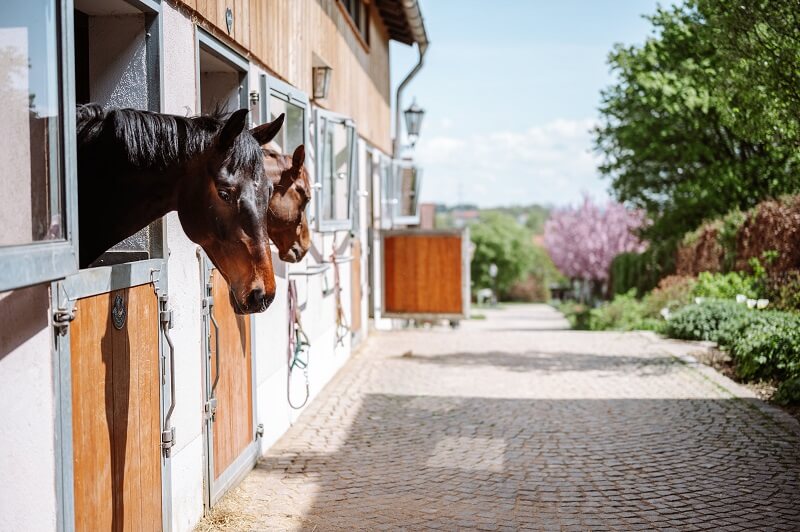 Pferd Silvester Pferde schauen aus dem Boxenfenster