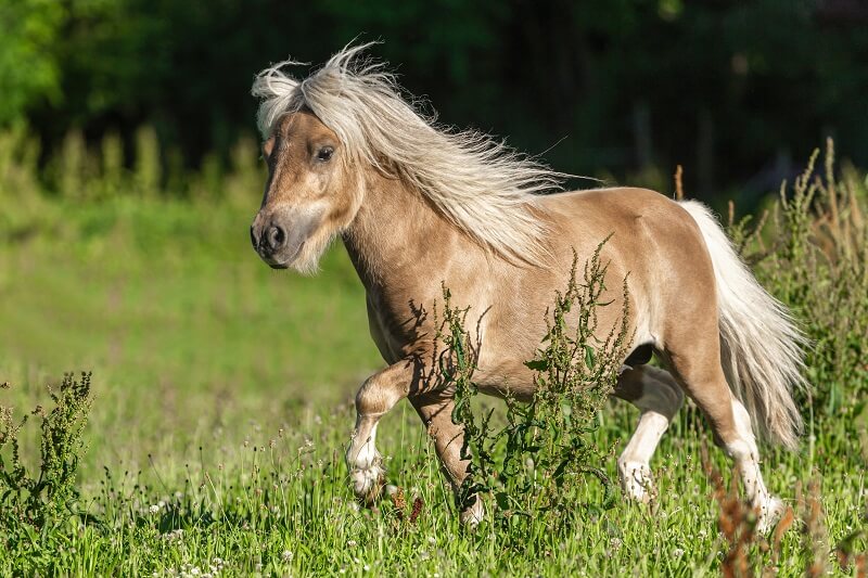 Shetlandpony trabt über eine Wiese