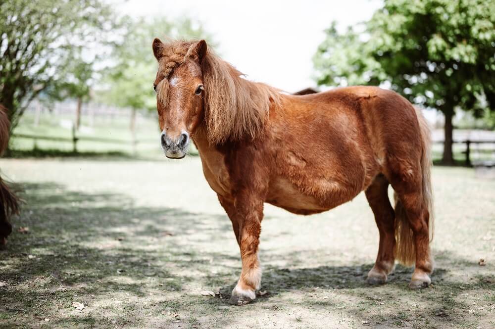 Shetlandpony steht auf der Wiese