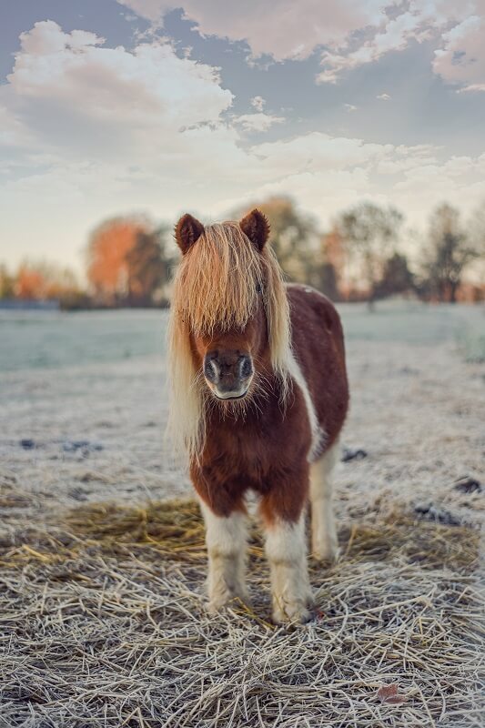 Shetty Shetlandpony steht auf einer frostigen Wiese