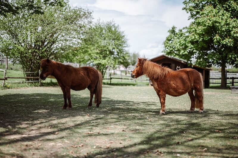 Shettys auf der Wiese